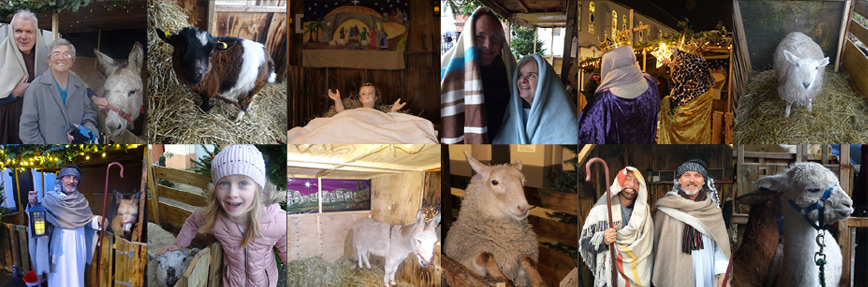 Belfast Live Crib